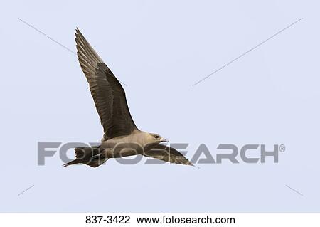 Low angle view of an Arctic skua (Stercorarius parasiticus) in flight View Large Photo Image Stock Image - Low angle view of an Arctic skua (Stercorarius parasiticus) in flight. Fotosearch