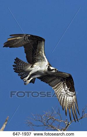 Low angle view of an Osprey (Pandion haliaetus) flying in the sky View Large Photo Image Stock Photo - Low angle view of an Osprey (Pandion haliaetus) flying in the sky. Fotosearch