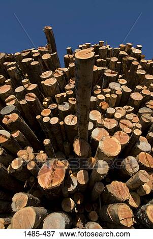 Stock Photo - Low angle view of stack of logs, California, USA. Fotosearch