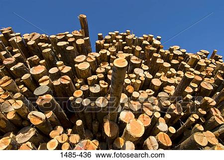 Low angle view of stack of logs, California, USA View Large Photo Image Stock Photograph - Low angle view of stack of logs, California, USA. Fotosearch