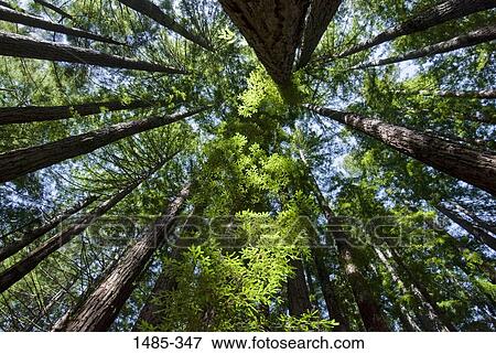 Low angle view of trees View Large Photo Image Stock Photo - Low angle view of trees. Fotosearch