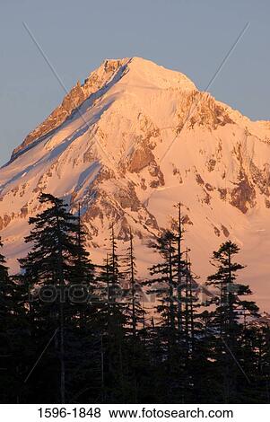Low angle view of trees with a snowcapped mountain in the background, Mt Hood, Jefferson County, Oregon, USA View Large Photo Image Stock Photo - Low angle view of trees with a snowcapped mountain in the background, Mt Hood, Jefferson County, Oregon, USA. Fotosearch