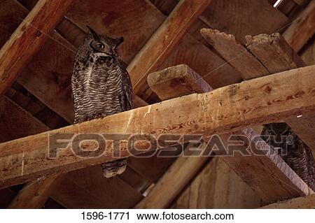 Low angle view of two Great Horned owls (Bubo virginianus) perching on planks View Large Photo Image Stock Image - Low angle view of two Great Horned owls (Bubo virginianus) perching on planks. Fotosearch