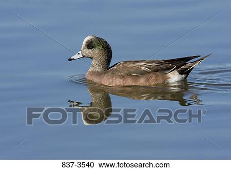 Male American wigeon (Anas americana) swimming in a pond View Large Photo Image Stock Image - Male American wigeon (Anas americana) swimming in a pond. Fotosearch