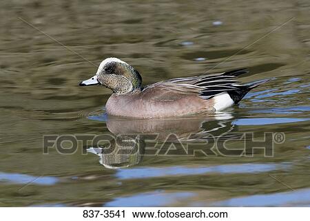Stock Image - Male American wigeon (Anas americana) swimming in a pond. Fotosearch