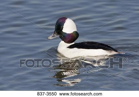 Stock Image - Male bufflehead (Bucephala albeola) swimming in the sea. Fotosearch