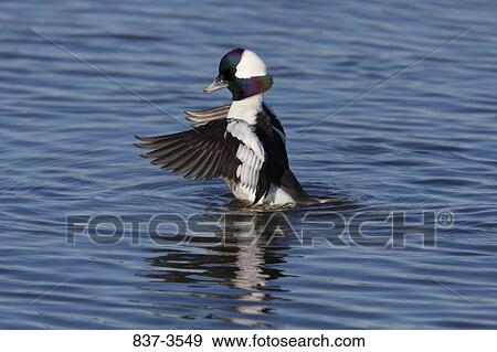 Male bufflehead (Bucephala albeola) flapping its wings View Large Photo Image Stock Photo - Male bufflehead (Bucephala albeola) flapping its wings. Fotosearch