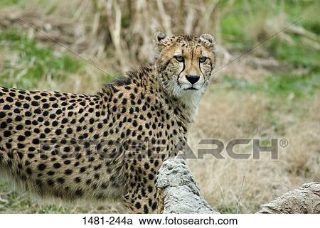 Stock Image - Male cheetah (Acinonyx jubatus) in a forest. Fotosearch