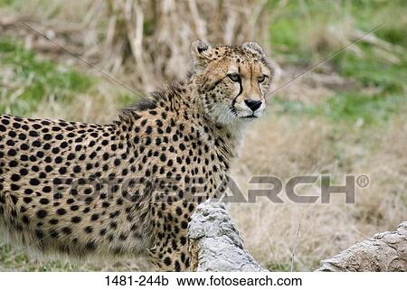 Male cheetah (Acinonyx jubatus) in a forest View Large Photo Image Stock Image - Male cheetah (Acinonyx jubatus) in a forest. Fotosearch