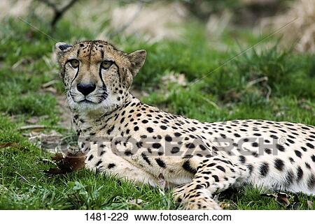Stock Photo - Male cheetah (Acinonyx jubatus) in a forest. Fotosearch