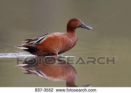 Male Cinnamon teal (Anas cyanoptera) wading in a pond View Large Photo Image Stock Image - Male Cinnamon teal (Anas cyanoptera) wading in a pond. Fotosearch