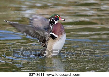 Stock Image - Male Wood duck (Aix sponsa) flapping its wings. Fotosearch