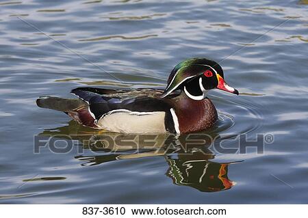Male Wood duck (Aix sponsa) swimming in a pond View Large Photo Image Stock Image - Male Wood duck (Aix sponsa) swimming in a pond. Fotosearch