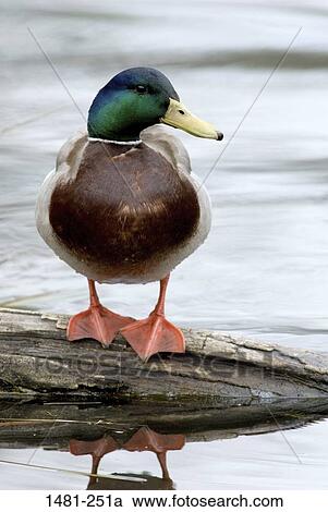 Stock Image - Mallard duck (Anas platyrhynchos) on a log. Fotosearch