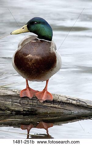 Mallard duck (Anas platyrhynchos) on a log View Large Photo Image Stock Image - Mallard duck (Anas platyrhynchos) on a log. Fotosearch