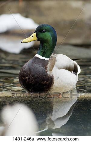 Stock Image - Mallard duck (Anas platyrhynchos) swimming in a pond. Fotosearch