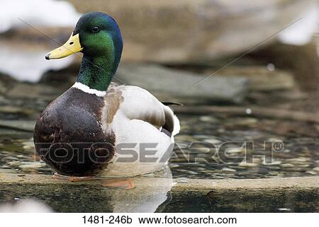 Mallard duck (Anas platyrhynchos) swimming in a pond View Large Photo Image Stock Image - Mallard duck (Anas platyrhynchos) swimming in a pond. Fotosearch