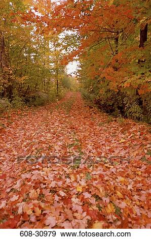 Stock Photo - Maple leaves fallen on a walkway. Fotosearch