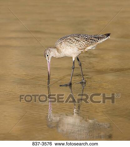 Stock Photograph - Marbled godwit (Limosa fedoa) wading on the beach. Fotosearch