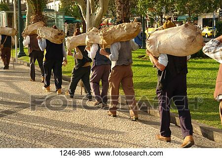 Members from a Porto da Cruz folklore group carrying wineskins, Funchal, Madeira, Portugal View Large Photo Image Stock Photography - Members from a Porto da Cruz folklore group carrying wineskins, Funchal, Madeira, Portugal. Fotosearch