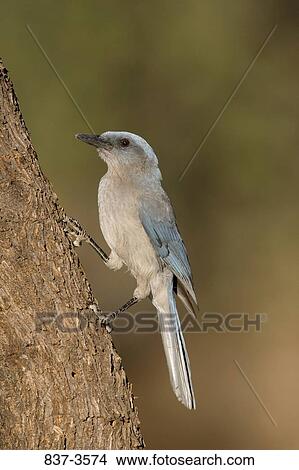 Mexican jay (Aphelocoma ultramarina) perching on a tree trunk View Large Photo Image Picture - Mexican jay (Aphelocoma ultramarina) perching on a tree trunk. Fotosearch