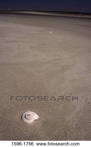 Moonshell on the beach, Crane Beach, Massachusetts, USA View Large Photo Image Stock Photograph - Moonshell on the beach, Crane Beach, Massachusetts, USA. Fotosearch