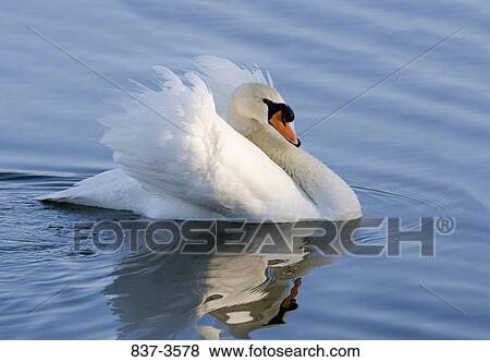 Mute swan (Cygnus olor) swimming a lake View Large Photo Image Stock Photo - Mute swan (Cygnus olor) swimming a lake. Fotosearch