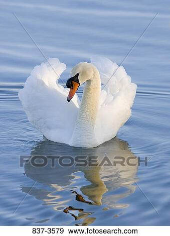Mute swan (Cygnus olor) swimming a lake View Large Photo Image Stock Photo - Mute swan (Cygnus olor) swimming a lake. Fotosearch