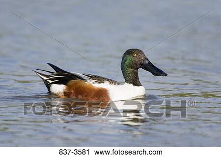 Stock Image - Northern shoveler (Anas clypeata) swimming in a pond. Fotosearch