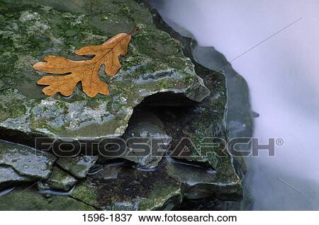 Stock Photo - Oak leaf on a rock at the base of a waterfall, Hidden Falls, Nerstrand Big Woods State Park, Nerstrand, Minnesota, USA. Fotosearch