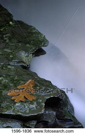 Oak leaf on a rock at the base of a waterfall, Hidden Falls, Nerstrand Big Woods State Park, Nerstrand, Minnesota, USA View Large Photo Image Stock Photograph - Oak leaf on a rock at the base of a waterfall, Hidden Falls, Nerstrand Big Woods State Park, Nerstrand, Minnesota, USA. Fotosearch