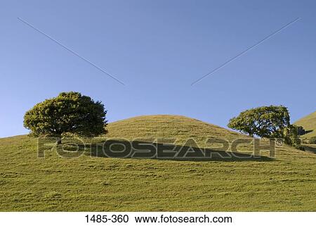 Oak trees on a hill, California, USA View Large Photo Image Stock Image - Oak trees on a hill, California, USA. Fotosearch