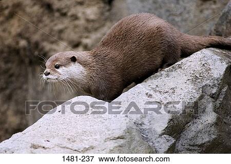 Oriental Short-Clawed otter (Aonyx cinerea) on a rock View Large Photo Image Stock Photo - Oriental Short-Clawed otter (Aonyx cinerea) on a rock. Fotosearch