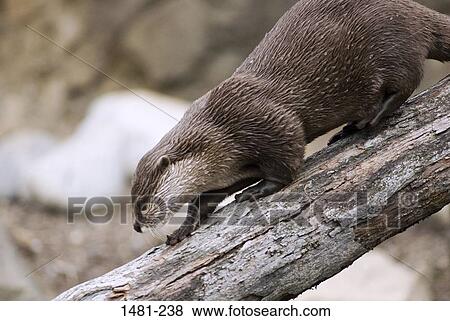 Oriental Short-Clawed otter (Aonyx cinerea) on a log View Large Photo Image Stock Photo - Oriental Short-Clawed otter (Aonyx cinerea) on a log. Fotosearch