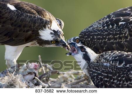 Osprey (Pandion haliaetus) feeding its young ones View Large Photo Image Stock Image - Osprey (Pandion haliaetus) feeding its young ones. Fotosearch