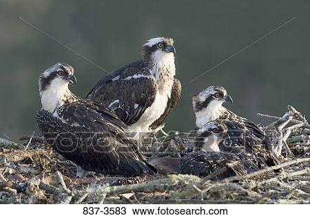 Osprey (Pandion haliaetus) with its young ones on a nest View Large Photo Image Stock Image - Osprey (Pandion haliaetus) with its young ones on a nest. Fotosearch