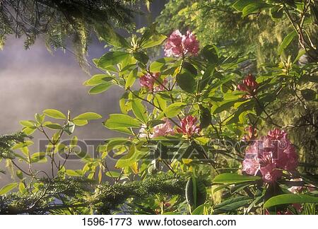 Pacific Rhododendrons (Rhododendron macrophyllum) at the lakeside, Blair Lake, Willamette National Forest, Oregon, USA View Large Photo Image Stock Image - Pacific Rhododendrons (Rhododendron macrophyllum) at the lakeside, Blair Lake, Willamette National Forest, Oregon, USA. Fotosearch
