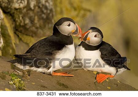 Stock Image - Pair of Atlantic puffins (Fratercula arctica) perching on a rock. Fotosearch