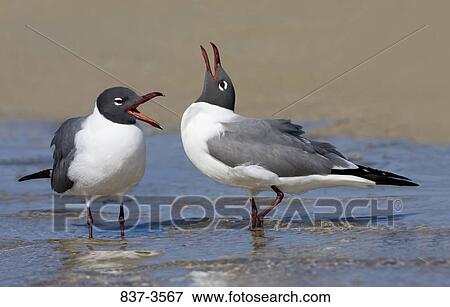 Pair of Laughing gulls (Larus atricilla) calling View Large Photo Image Stock Photo - Pair of Laughing gulls (Larus atricilla) calling. Fotosearch