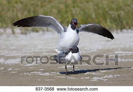 Stock Photo - Pair of Laughing gulls (Larus atricilla) mating on the beach. Fotosearch