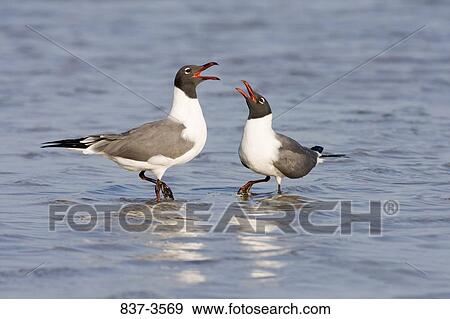 Stock Photo - Pair of Laughing gulls (Larus atricilla) calling. Fotosearch