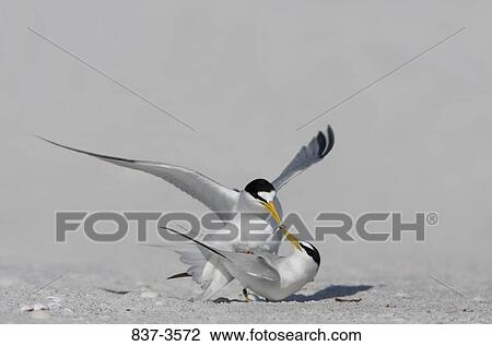Pair of Least terns (Sterna antillarum) mating View Large Photo Image Stock Image - Pair of Least terns (Sterna antillarum) mating. Fotosearch