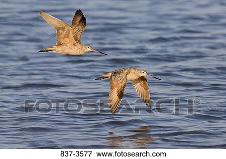 Pair of Marbled godwits (Limosa fedoa) flying over the sea View Large Photo Image Stock Photo - Pair of Marbled godwits (Limosa fedoa) flying over the sea. Fotosearch