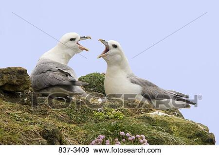 Pair of Northern fulmars (Fulmarus glacialis) calling View Large Photo Image Stock Photo - Pair of Northern fulmars (Fulmarus glacialis) calling. Fotosearch