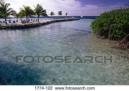 Stock Image - Palm trees on an island, Renaissance Island, Aruba, Netherlands Antilles. Fotosearch