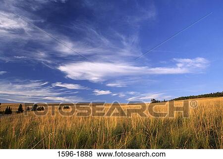 Panoramic view of a grassland, Mullan Pass, Rocky Mountains, Helena National Forest, Helena, Montana, USA View Large Photo Image Stock Photo - Panoramic view of a grassland, Mullan Pass, Rocky Mountains, Helena National Forest, Helena, Montana, USA. Fotosearch