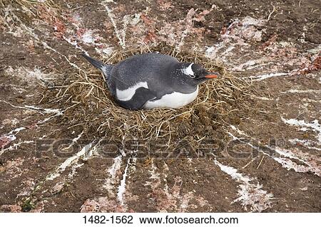 Stock Image - penguin, perching, bird, day, outdoors, South America, animal. Fotosearch