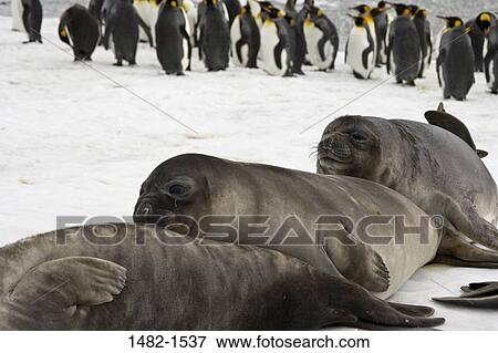 penguin, seal, bird, ice, day, cold, standing View Large Photo Image Stock Photo - penguin, seal, bird, ice, day, cold, standing. Fotosearch
