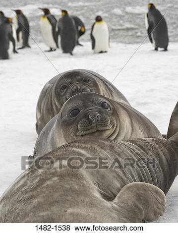 penguin, seal, bird, ice, day, cold, outdoors View Large Photo Image Stock Photo - penguin, seal, bird, ice, day, cold, outdoors. Fotosearch