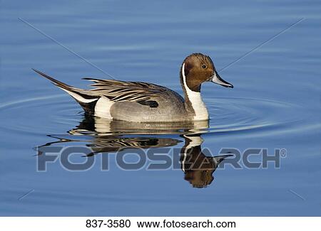 Pintail duck (Anas acuta) swimming in a pond View Large Photo Image Stock Image - Pintail duck (Anas acuta) swimming in a pond. Fotosearch